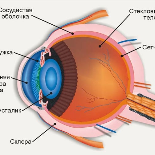 СТРОЕНИЕ ГЛАЗА ЧЕЛОВЕКА - подробно и доступно. Картинки.